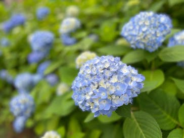 横浜・八景島シーパラダイスに投稿された画像（2021/5/24）