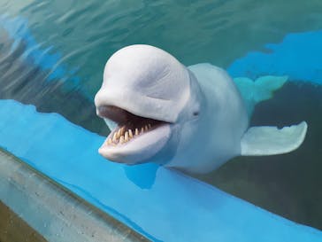 横浜・八景島シーパラダイスに投稿された画像（2021/5/24）