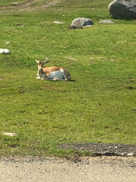 秋吉台自然動物公園 サファリランドに投稿された画像（2021/5/24）