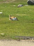 秋吉台自然動物公園 サファリランドに投稿された画像（2021/5/24）