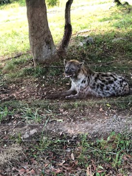 秋吉台自然動物公園 サファリランドに投稿された画像（2021/5/24）