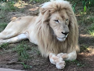 秋吉台自然動物公園 サファリランドに投稿された画像（2021/5/24）