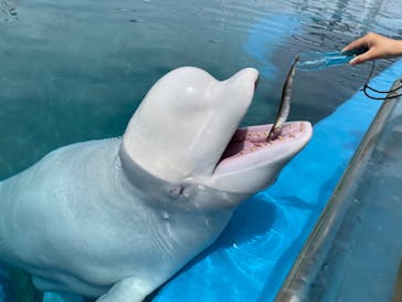 横浜・八景島シーパラダイスに投稿された画像（2021/5/24）
