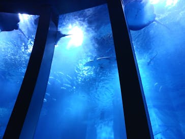 横浜・八景島シーパラダイスに投稿された画像（2021/5/24）