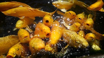 昇仙峡ロープウェイに投稿された画像（2021/5/24）