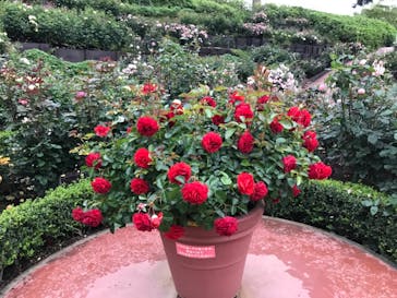 西武園ゆうえんちに投稿された画像（2021/5/25）