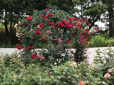 西武園ゆうえんちに投稿された画像（2021/5/25）