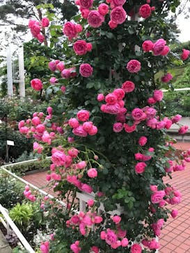 西武園ゆうえんちに投稿された画像（2021/5/25）