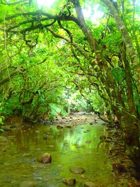 西表島 ADVENTURE PiPi（アドベンチャーピピ）に投稿された画像（2021/5/25）