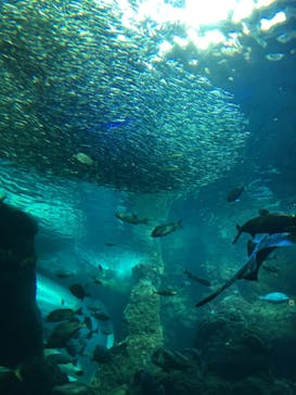 新江ノ島水族館に投稿された画像（2021/5/25）