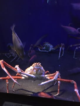 新江ノ島水族館に投稿された画像（2021/5/25）