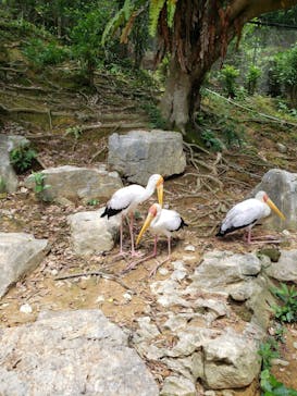 ネオパークオキナワに投稿された画像（2021/5/26）