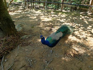 ネオパークオキナワに投稿された画像（2021/5/26）