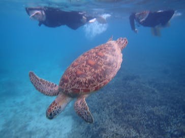 マリンヴィレッジ奄美に投稿された画像（2021/5/26）