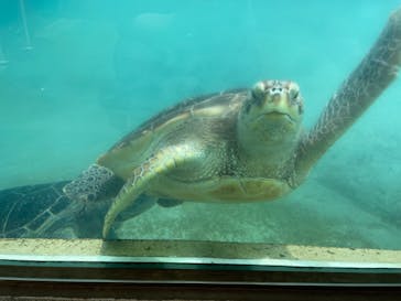 新江ノ島水族館に投稿された画像（2021/5/26）