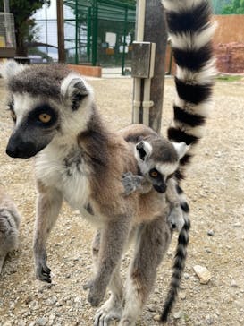 しろとり動物園に投稿された画像（2021/5/26）