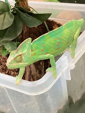 しろとり動物園に投稿された画像（2021/5/26）