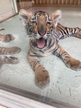 しろとり動物園に投稿された画像（2021/5/26）