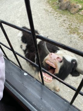 那須サファリパークに投稿された画像（2021/5/26）