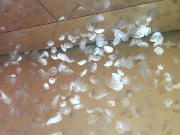 アクアワールド茨城県大洗水族館に投稿された画像（2021/5/26）