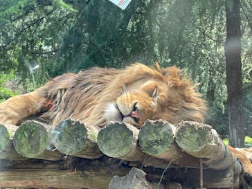 群馬サファリパークに投稿された画像（2021/5/28）