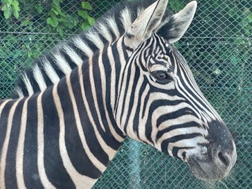 群馬サファリパークに投稿された画像（2021/5/28）