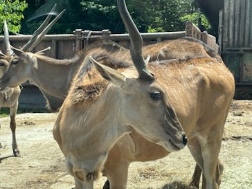 群馬サファリパークに投稿された画像（2021/5/28）