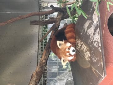 熱川バナナワニ園に投稿された画像（2021/5/28）