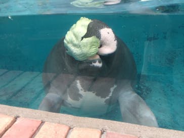 熱川バナナワニ園に投稿された画像（2021/5/28）