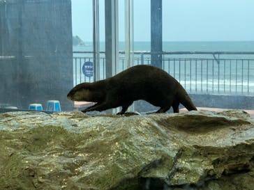 新江ノ島水族館に投稿された画像（2021/5/29）