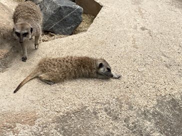 東武動物公園に投稿された画像（2021/5/29）
