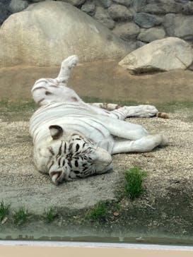 東武動物公園に投稿された画像（2021/5/29）