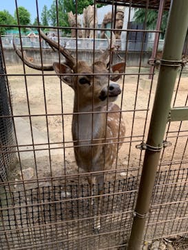 東武動物公園に投稿された画像（2021/5/29）