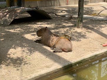 東武動物公園に投稿された画像（2021/5/29）