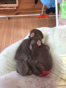 おさるランド＆アニタウン　日光さる軍団劇場に投稿された画像（2021/5/29）