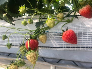 福田フルーツパークに投稿された画像（2021/5/29）