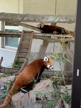 秋吉台自然動物公園 サファリランドに投稿された画像（2021/5/29）