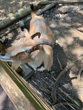 秋吉台自然動物公園 サファリランドに投稿された画像（2021/5/29）