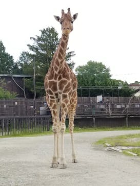 那須サファリパークに投稿された画像（2021/5/29）