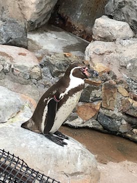 東武動物公園に投稿された画像（2021/5/29）