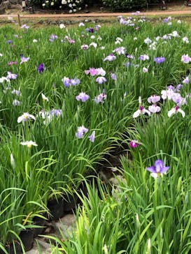 小田原城に投稿された画像（2021/5/29）