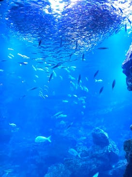 京都水族館に投稿された画像（2021/5/29）