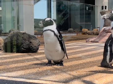 京都水族館に投稿された画像（2021/5/29）