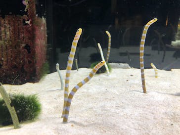 京都水族館に投稿された画像（2021/5/29）