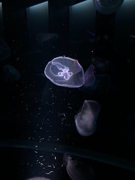 京都水族館に投稿された画像（2021/5/29）