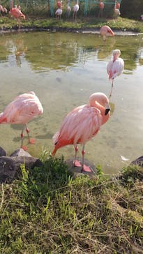 東武動物公園に投稿された画像（2021/5/29）