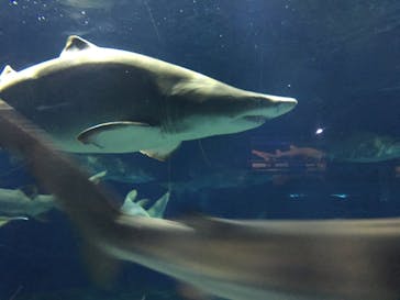 アクアワールド茨城県大洗水族館に投稿された画像（2021/5/29）