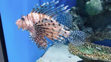 アクアワールド茨城県大洗水族館に投稿された画像（2021/5/29）