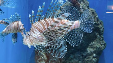 アクアワールド茨城県大洗水族館に投稿された画像（2021/5/29）