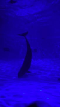 アクアワールド茨城県大洗水族館に投稿された画像（2021/5/30）